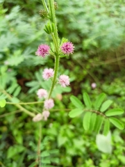 Mimosa diplotricha