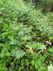 Mimosa diplotricha