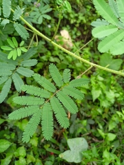 Mimosa diplotricha