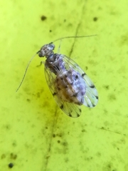 Ectopsocus petersi