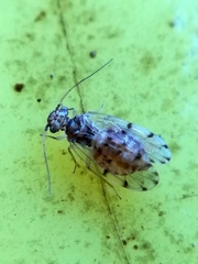 Ectopsocus petersi