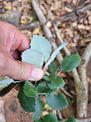 Maytenus undata