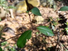 Cryptolepis cryptolepioides