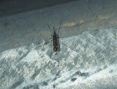 Anopheles punctipennis