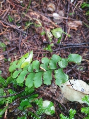 Adiantum cunninghamii