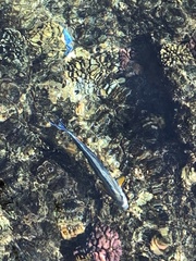 Acanthurus sohal