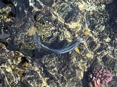 Acanthurus sohal