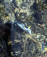 Acanthurus sohal