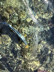 Acanthurus sohal