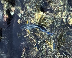 Acanthurus sohal