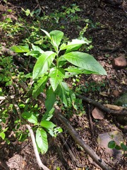 Solanum giganteum