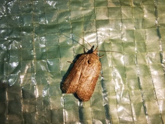 Nycteola
