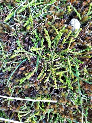 Image of Veronica propinqua by (c) Leon Perrie, some rights reserved (CC BY)
