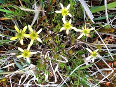 Ranunculus gracilipes
