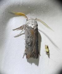 Cryptophasa irrorata