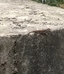 Acanthocercus atricollis