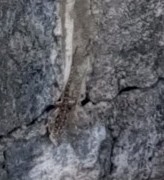 Acanthocercus atricollis