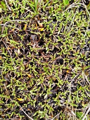Abrotanella caespitosa