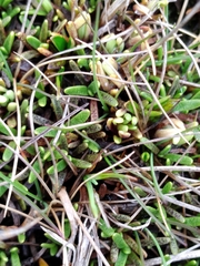 Abrotanella caespitosa