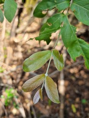 Combretum moggii