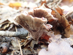 Hydnellum scrobiculatum