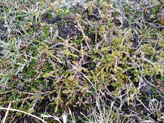 Dracophyllum prostratum