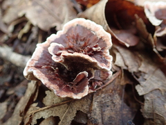 Hydnellum scrobiculatum