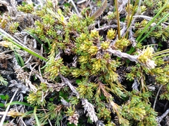 Dracophyllum prostratum