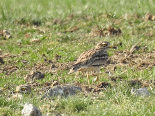 Alcaraván común (Burhinus oedicnemus)