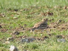 Burhinus oedicnemus