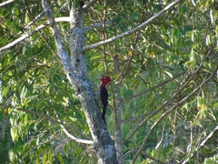 Campephilus robustus