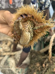 Monoplex parthenopeus