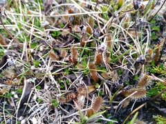 Drosera arcturi