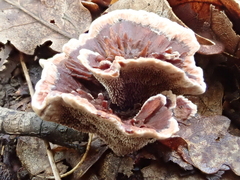 Hydnellum scrobiculatum