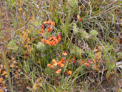 Dillwynia hispida