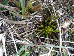 Aciphylla hectori