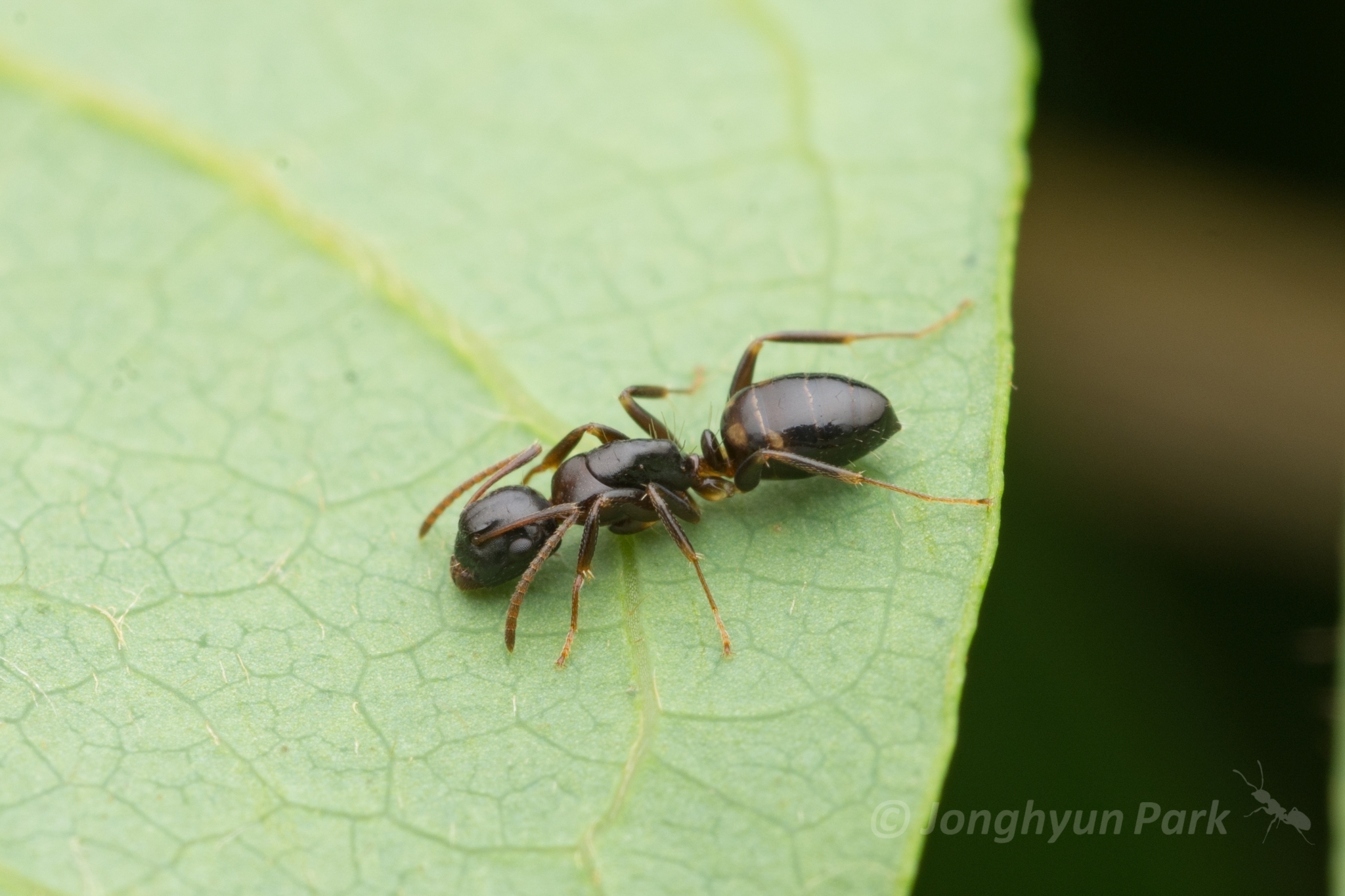Camponotus yamaokai