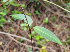 Cryptolepis cryptolepioides