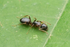 Camponotus yamaokai