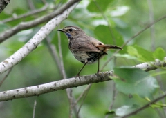 Luscinia svecica