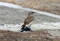 Oenanthe oenanthe