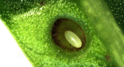 Peppertree Psyllid photo 3