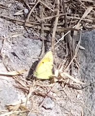 Colias electo