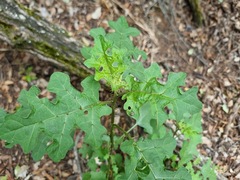 Solanum rubetorum