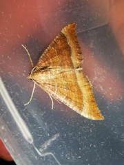 Larentia clavaria