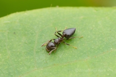 Crematogaster teranishii