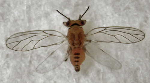 Peppertree Psyllid photo 2