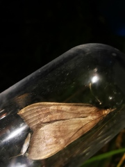 Mecyna asinalis