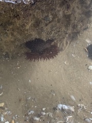 Phymactis sanctaehelenae