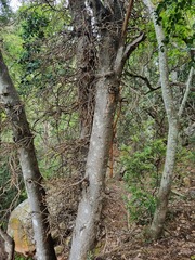 Ficus sur